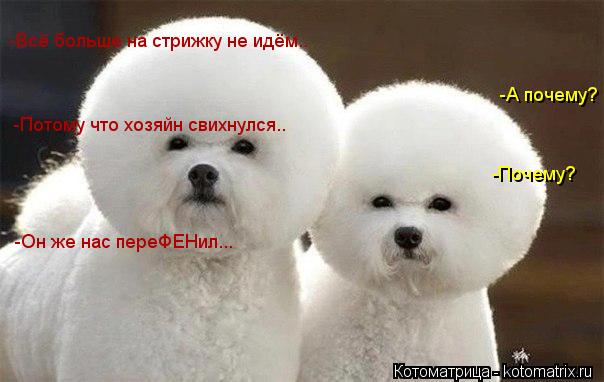 -Всё больше на стрижку не идём.. -А почему? -Потому что хозяйн свихнулся.. -Почему? -Он же нас переФЕ... Котоматрица: -Всё больше на стрижку не идём.. -А почему? -Потому что хозяйн свихнулся.. -Почему? -Он же нас переФЕНил...
