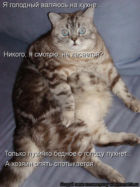 Я голодный валяюсь на кухне... Только пузичко бедное с голоду пухнет... А хозяин опять спотыкается...... Котоматрица: Я голодный валяюсь на кухне... Только пузичко бедное с голоду пухнет... А хозяин опять спотыкается... Никого, я смотрю, не касается?