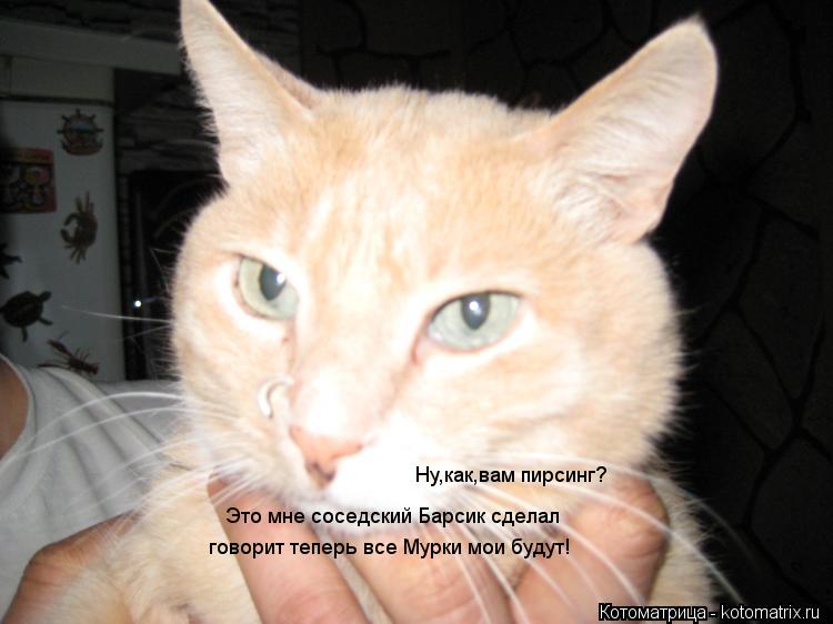 Ну,как,вам пирсинг? Это мне соседский Барсик сделал говорит теперь все Мурки мои будут!... Котоматрица: Ну,как,вам пирсинг? Это мне соседский Барсик сделал говорит теперь все Мурки мои будут!