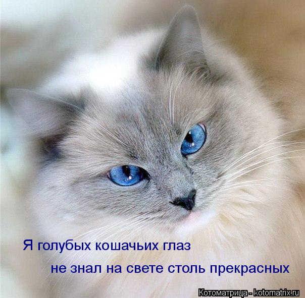 Я голубых кошачьих глаз не знал на свете столь прекрасных... Котоматрица: Я голубых кошачьих глаз не знал на свете столь прекрасных