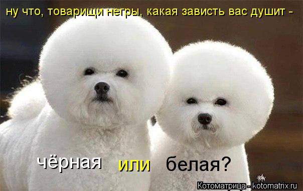 ну что, товарищи негры, какая зависть вас душит - чёрная или белая?... Котоматрица: ну что, товарищи негры, какая зависть вас душит - чёрная или белая?