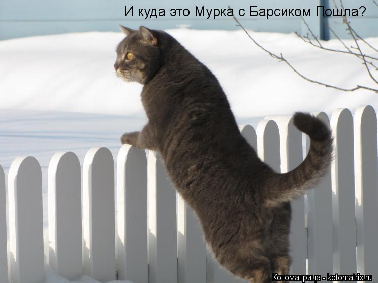 И куда это Мурка с Барсиком Пошла?... Котоматрица: И куда это Мурка с Барсиком Пошла?