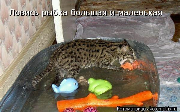 Ловись рыбка большая и маленькая... Котоматрица: Ловись рыбка большая и маленькая