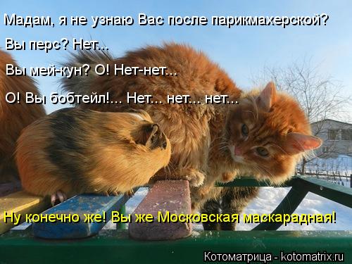 Мадам, я не узнаю Вас после парикмахерской? Вы перс? Нет... Вы мей-кун? О! Нет-нет... О! Вы бобтейл!.... Котоматрица: Мадам, я не узнаю Вас после парикмахерской? Вы перс? Нет... Вы мей-кун? О! Нет-нет... О! Вы бобтейл!... Нет... нет... нет... Ну конечно же! Вы же Московск