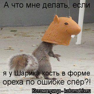 А что мне делать, если я у Шарика кость в форме ореха по ошибке спёр?!... Котоматрица: А что мне делать, если я у Шарика кость в форме ореха по ошибке спёр?!