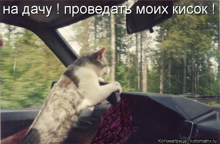 на дачу ! проведать моих кисок !... Котоматрица: на дачу ! проведать моих кисок !
