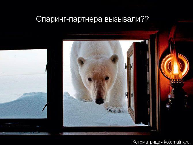 Спаринг-партнера вызывали??... Котоматрица: Спаринг-партнера вызывали??