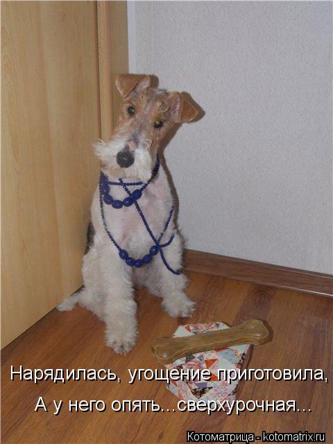 Нарядилась, угощение приготовила, А у него опять...сверхурочная...... Котоматрица: Нарядилась, угощение приготовила, А у него опять...сверхурочная...