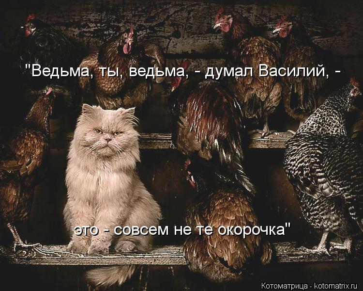 "Ведьма, ты, ведьма, - думал Василий, - это - совсем не те окорочка"... Котоматрица: "Ведьма, ты, ведьма, - думал Василий, - это - совсем не те окорочка"