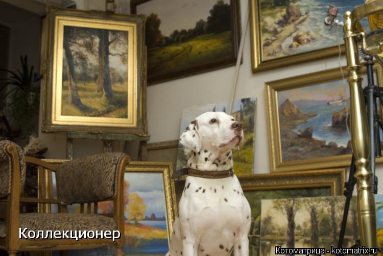 Коллекционер... Котоматрица: Коллекционер