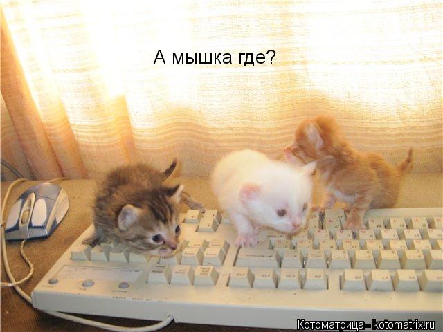 А мышка где?... Котоматрица: А мышка где?