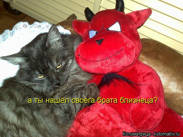 а ты нашёл своега брата близнеца?... Котоматрица: а ты нашёл своега брата близнеца?