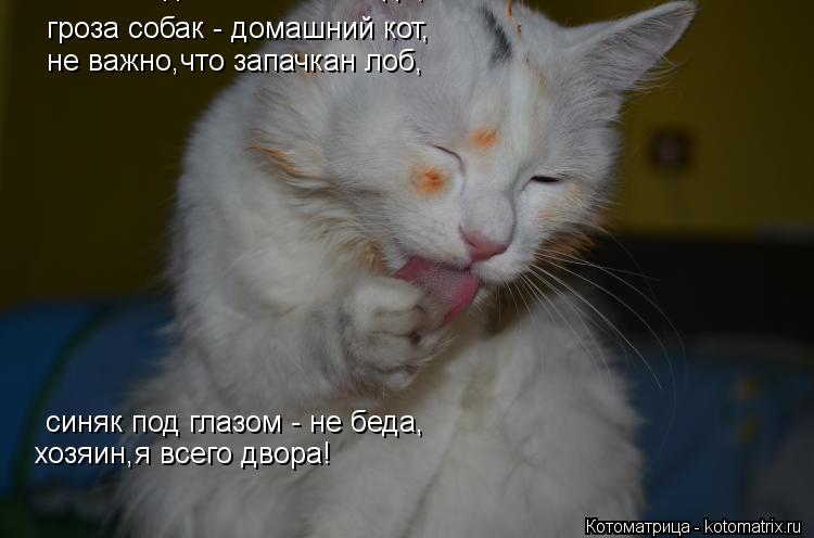 гроза собак - домашний кот, не важно,что запачкан лоб, синяк под глазом - не беда, синяк под глазом -... Котоматрица: гроза собак - домашний кот, не важно,что запачкан лоб, синяк под глазом - не беда, синяк под глазом - не беда, хозяин,я всего двора!