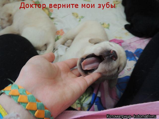 Котоматрица: Доктор верните мои зубы