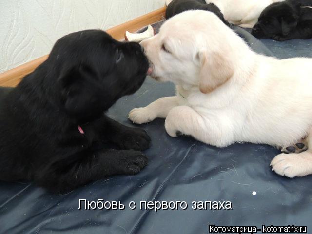 Котоматрица: Любовь с первого запаха