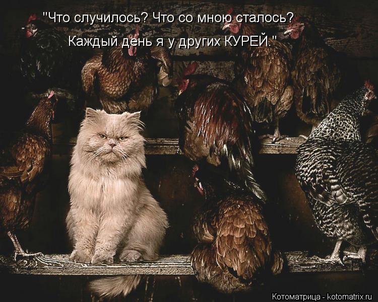 "Что случилось? Что со мною сталось? Каждый день я у других КУРЕЙ."... Котоматрица: "Что случилось? Что со мною сталось? Каждый день я у других КУРЕЙ."