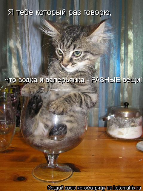 Я тебе который раз говорю, Что водка и валерьянка - РАЗНЫЕ вещи!... Котоматрица: Я тебе который раз говорю, Что водка и валерьянка - РАЗНЫЕ вещи!