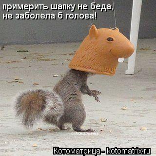примерить шапку не беда, не заболела б голова!... Котоматрица: примерить шапку не беда, не заболела б голова!