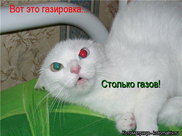 Вот это газировка... Столько газов!... Котоматрица: Вот это газировка... Столько газов!