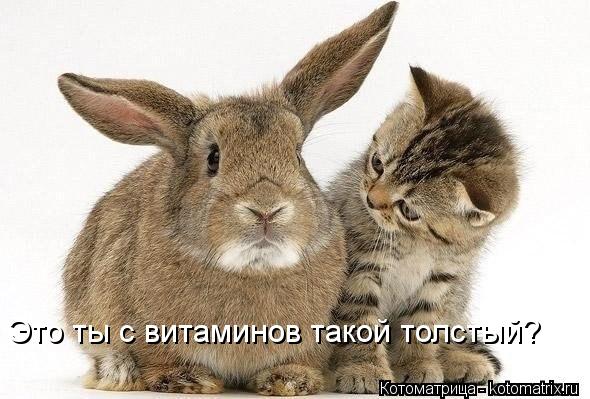 Котоматрица: Это ты с витаминов такой толстый?