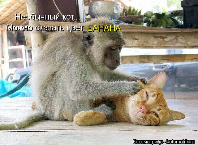 Необычный кот... Можно сказать цвет БАНАНА... Котоматрица: Необычный кот... Можно сказать цвет БАНАНА