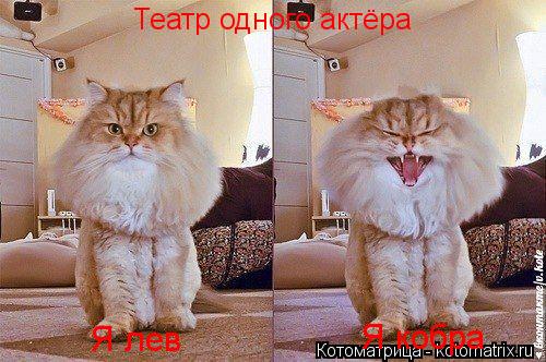 Котоматрица: Театр одного актёра Я лев Я кобра