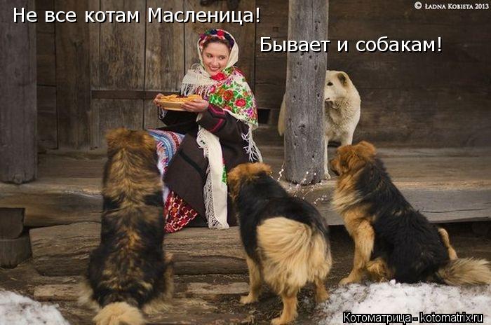 Не все котам Масленица! Бывает и собакам!... Котоматрица: Не все котам Масленица! Бывает и собакам!