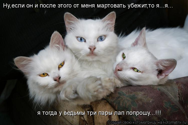 Ну,если он и после этого от меня мартовать убежит,то я...я... я тогда у ведьмы три пары лап попрошу..... Котоматрица: Ну,если он и после этого от меня мартовать убежит,то я...я... я тогда у ведьмы три пары лап попрошу...!!!