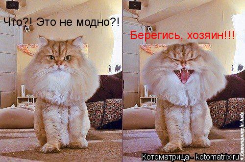 Что?! Это не модно?! Берегись, хозяин!!!... Котоматрица: Что?! Это не модно?! Берегись, хозяин!!!