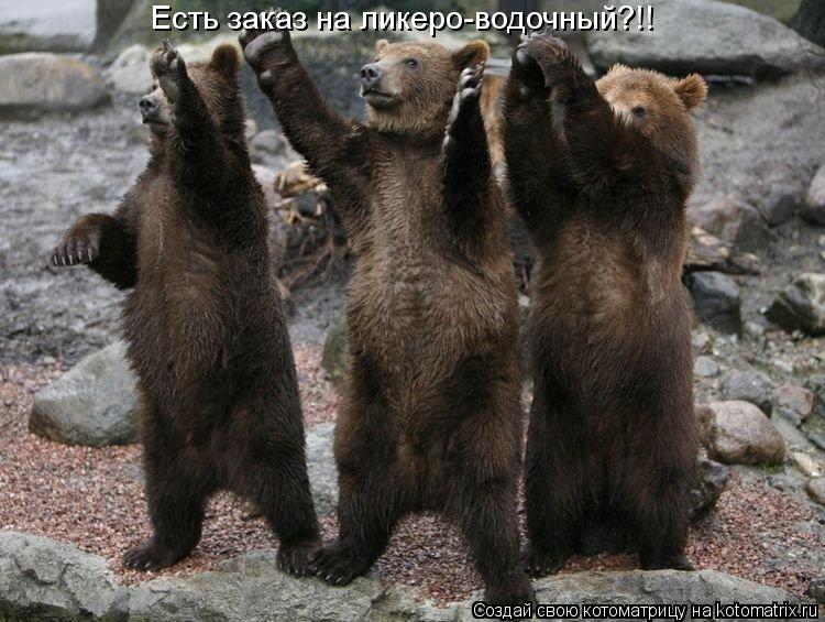 Есть заказ на ликеро-водочный?!!... Котоматрица: Есть заказ на ликеро-водочный?!!