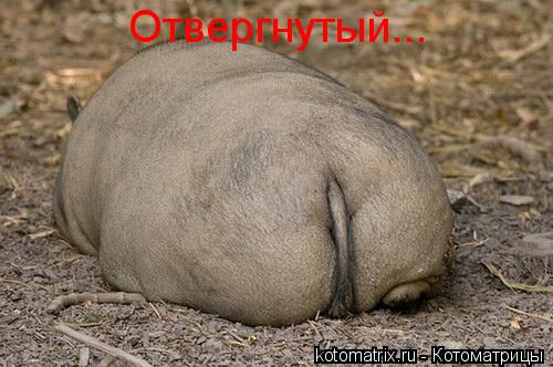 Отвергнутый...... Котоматрица: Отвергнутый...