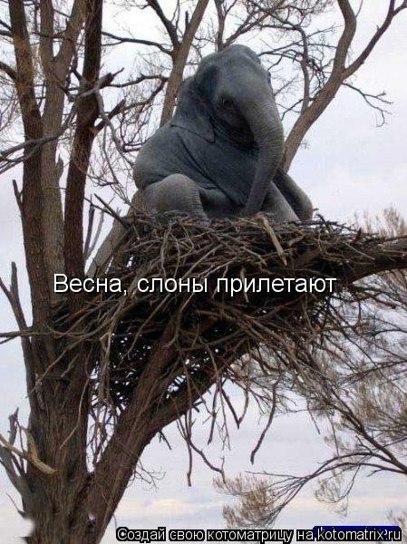 Весна, слоны прилетают... Котоматрица: Весна, слоны прилетают