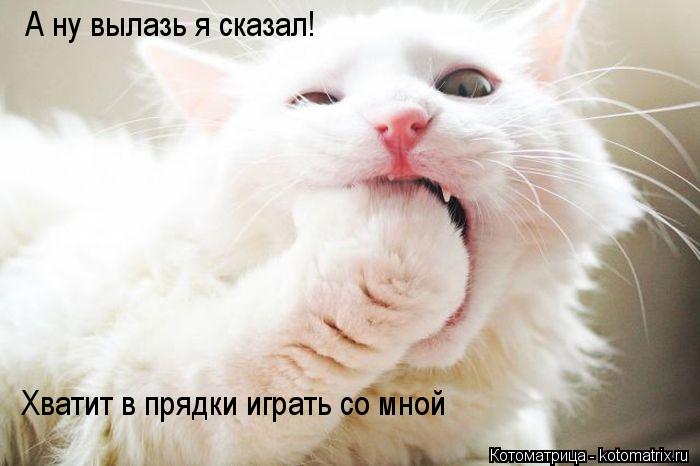 А ну вылазь я сказал! Хватит в прядки играть со мной... Котоматрица: А ну вылазь я сказал! Хватит в прядки играть со мной