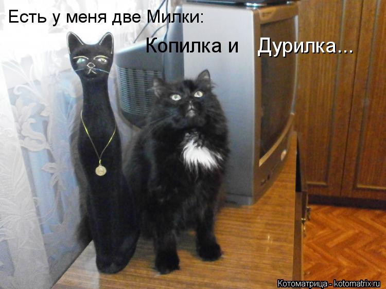 Есть у меня две Милки: Копилка и Дурилка...... Котоматрица: Есть у меня две Милки: Копилка и Дурилка...