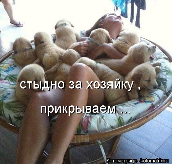 стыдно за хозяйку , прикрываем ...... Котоматрица: стыдно за хозяйку , прикрываем ...