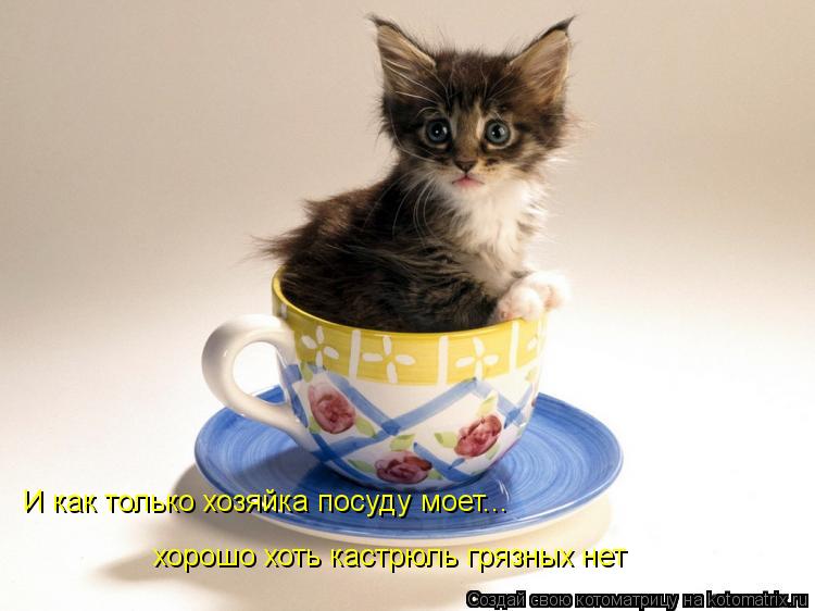 И как только хозяйка посуду моет... хорошо хоть кастрюль грязных нет... Котоматрица: И как только хозяйка посуду моет... хорошо хоть кастрюль грязных нет