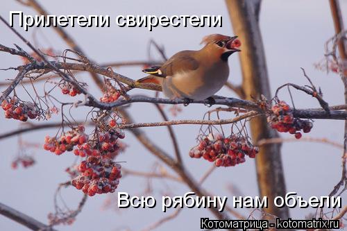 Прилетели свирестели Всю рябину нам объели... Котоматрица: Прилетели свирестели Всю рябину нам объели