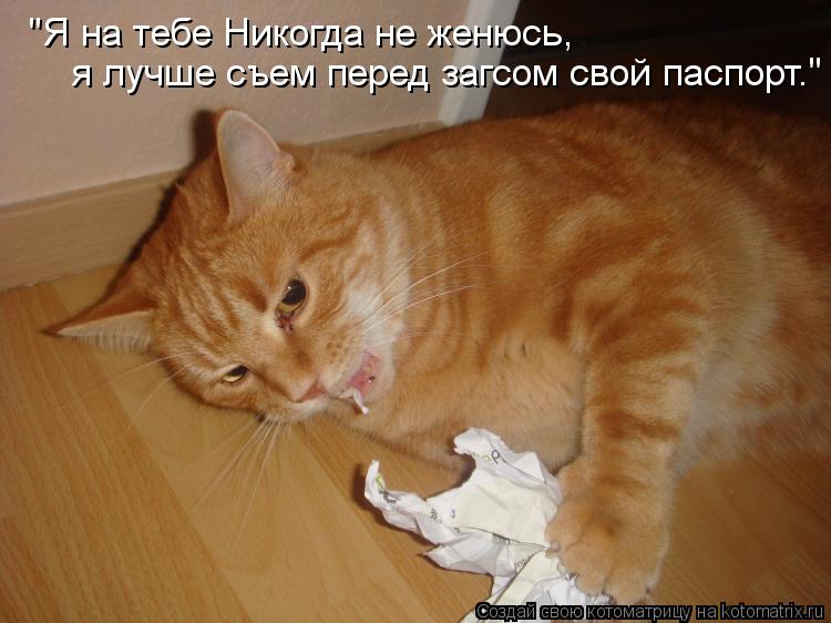 "Я на тебе Никогда не женюсь, я лучше съем перед загсом свой паспорт."... Котоматрица: "Я на тебе Никогда не женюсь, я лучше съем перед загсом свой паспорт."