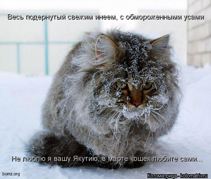 Котоматрица: Весь подернутый свежим инеем, с обмороженными усами Не люблю я вашу Якутию, в марте кошек любите сами...
