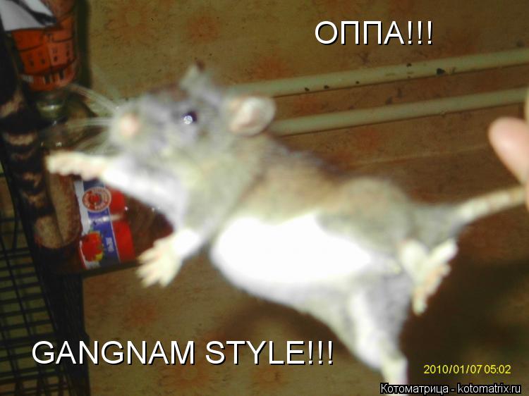 ОППА!!! GANGNAM STYLE!!!... Котоматрица: ОППА!!! GANGNAM STYLE!!!