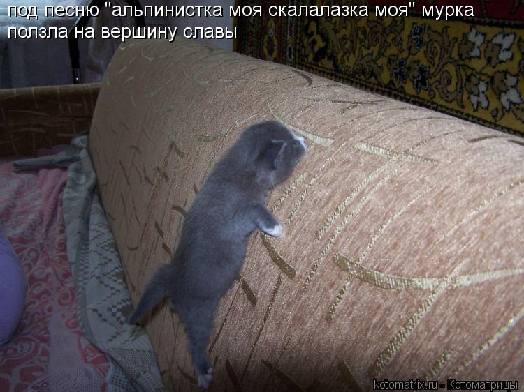 под песню "альпинистка моя скалалазка моя" мурка ползла на вершину славы... Котоматрица: под песню "альпинистка моя скалалазка моя" мурка ползла на вершину славы