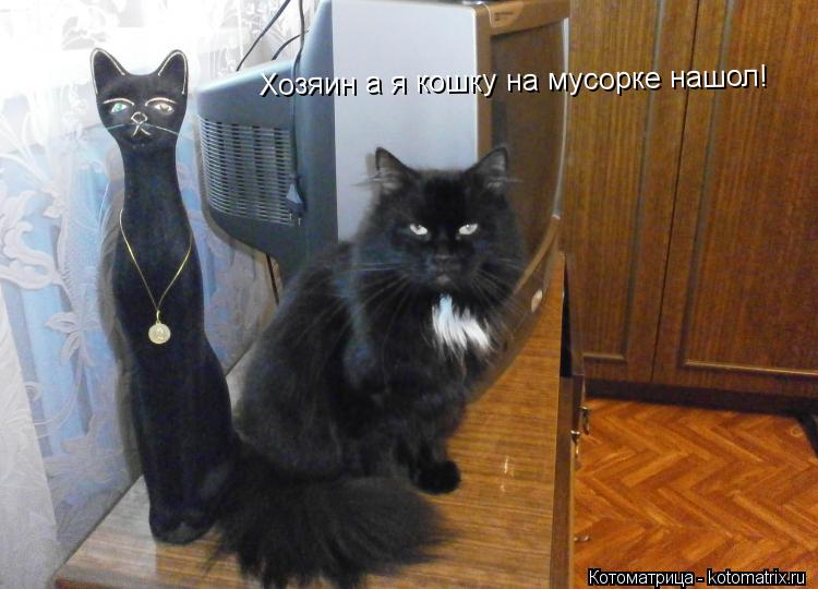 Хозяин а я кошку на мусорке нашол!... Котоматрица: Хозяин а я кошку на мусорке нашол!