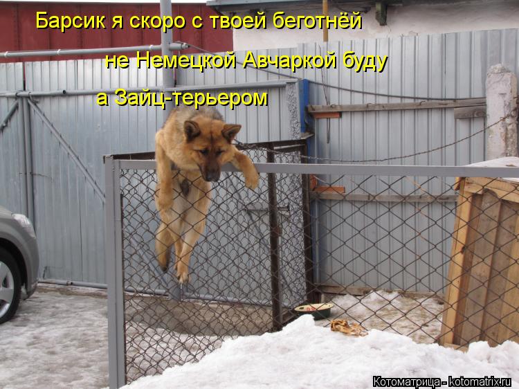 Барсик я скоро с твоей беготнёй не Немецкой Авчаркой буду а Зайц-терьером... Котоматрица: Барсик я скоро с твоей беготнёй не Немецкой Авчаркой буду а Зайц-терьером