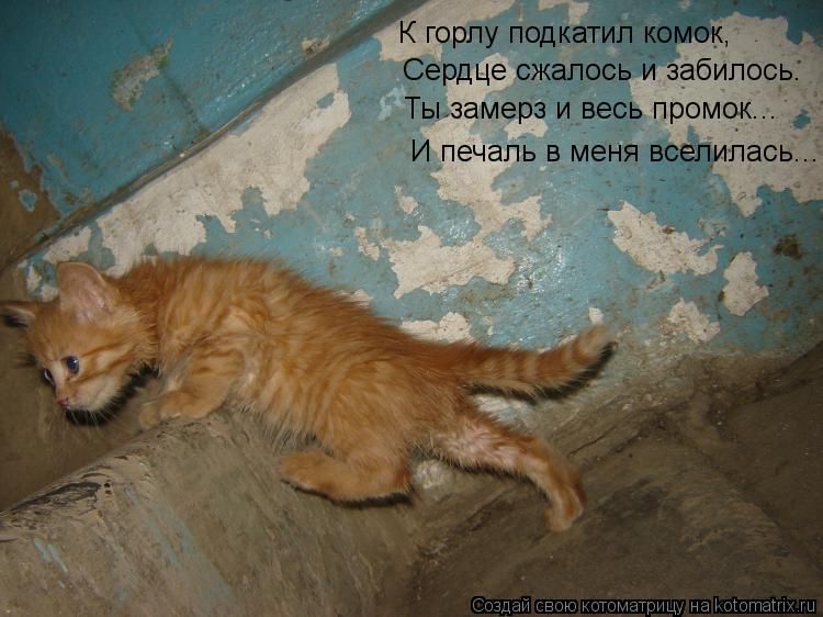 К горлу подкатил комок, Сердце сжалось и забилось. Ты замерз и весь промок... И печаль в меня вселила... Котоматрица: К горлу подкатил комок, Сердце сжалось и забилось. Ты замерз и весь промок... И печаль в меня вселилась...