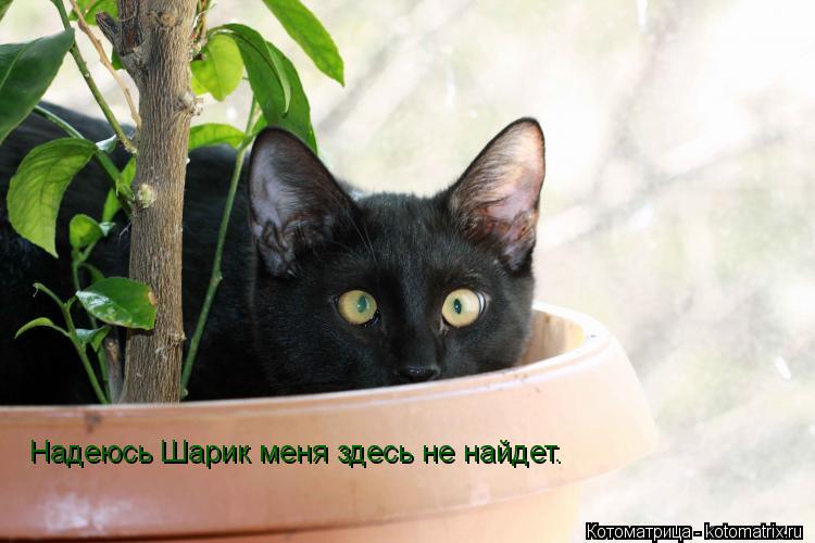 Надеюсь Шарик меня здесь не найдет.... Котоматрица: Надеюсь Шарик меня здесь не найдет.