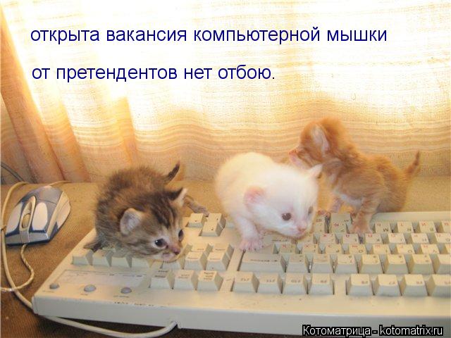 открыта вакансия компьютерной мышки от претендентов нет отбою.... Котоматрица: открыта вакансия компьютерной мышки от претендентов нет отбою.