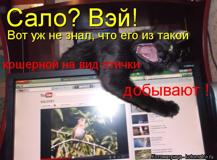 Сало? Вэй! Вот уж не знал, что его из такой кошерной на вид птички добывают !... Котоматрица: Сало? Вэй! Вот уж не знал, что его из такой кошерной на вид птички добывают !