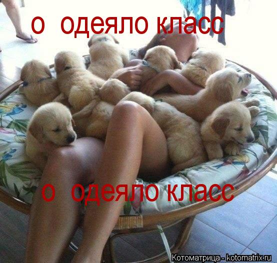 о одеяло класс о одеяло класс... Котоматрица: о одеяло класс о одеяло класс