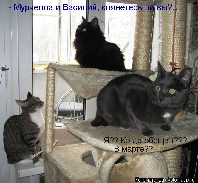 - Я?? Когда обещал??? В марте?? - Мурчелла и Василий, клянетесь ли вы?..... Котоматрица: - Я?? Когда обещал??? В марте?? - Мурчелла и Василий, клянетесь ли вы?..