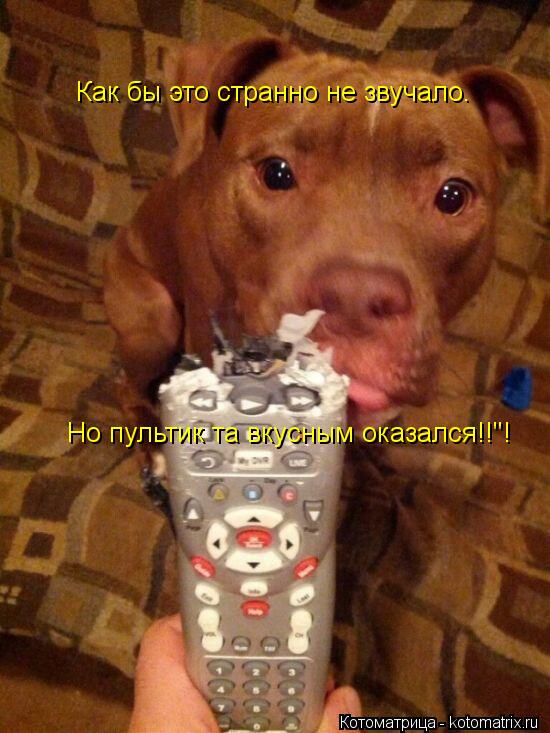 Как бы это странно не звучало. Но пультик та вкусным оказался!!"!... Котоматрица: Как бы это странно не звучало. Но пультик та вкусным оказался!!"!